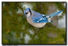 Blue Jay, MN