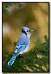 Blue Jay, MN
