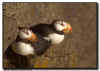 Horned Puffin Pair at Zap Point