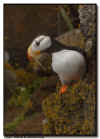 Horned Puffin with nest material