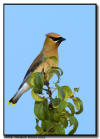 Cedar Waxwings