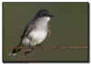 Eastern Kingbird