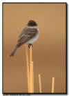 Eastern Phoebe