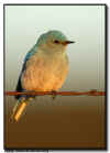 Mountain Bluebird
