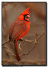 Northern Cardinal