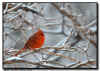 Northern Cardinal in a Snow Storm