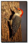 Red Bellied Woodpecker