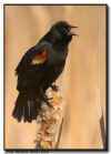 Red Winged Blackbird Calling