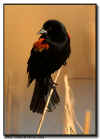 Red Winged Blackbird