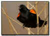 Red Winged Blackbird Calling