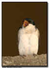 Tree Swallow Yawn