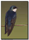 Tree Swallow