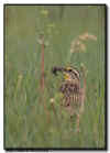 Western Meadowlark