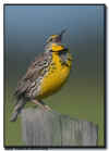 Western Meadowlark Singing