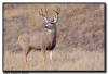 Mule Deer Buck, Wind Cave National Park, SD