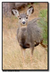 Mule Deer Fawn, Wind Cave National Park, SD