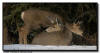 Mule Deer Doe and Fawn