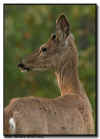 Spring Buck