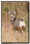 Mule Deer Fawn, Wind Cave National Park, SD