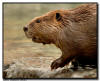 Beaver