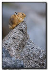 Pika, Mt Evans, Colorado