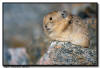 Pika Close Up, Mt Evans, Colorado