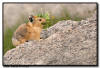 Pika Pantry Run, Mt Evans, Colorado