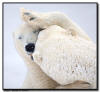 Polar Bears Wrestling, Churchill, Manitoba