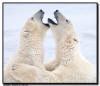 Polar Bear Sparring, Close Up, Churchill, Manitoba