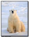 Polar Bear on Sea Ice, Churchill, Manitoba 