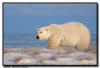 Polar Bear, Churchill, Manitoba