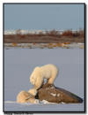  Playful Polar Bears, Churchill, Manitoba