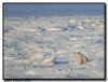 Polar Bear on Sea Ice, Churchill, Manitoba