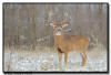 Whitetail Buck, Minnesota