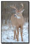 Whitetail Deer, MN