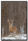 Whitetail Buck, MN