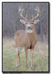 Whitetail Buck, MN