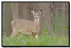Whitetail Deer, MN