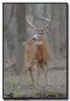 Whitetail Buck, MN