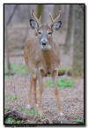 White Tail Deer , Minneapolis, MN