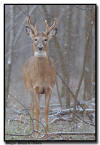 Whitetail Deer, MN
