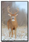 Whitetail, MN 