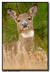 Whitetail Deer Close Up, Custer State Park, SD