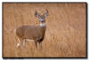 Whitetail Buck, Mt Rushmore National Monument, SD