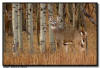 Whitetails, Mt Rushmore National Monument, SD