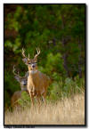 Whitetail Deer, Custer State Park, SD
