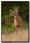Whitetail Buck, Custer State Park, SD