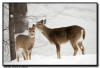 Whitetails, Minnesota