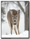 Whitetail Deer, Minnesota