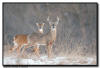 Whitetail Buck and Doe, Minnesota